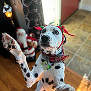 Kenai is registered to the contest to win money with this photo: dog, dalmatian, antlers, holiday, christmas, scarf, indoor, wood_floor, tile_floor, decor, santa_figure, pet, playful, white, black_spots, collar, tag, curtain, blurred_background, raising_paw
