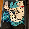 Kenai joined the competition — help win amazing prizes! dalmatian, dog, pet, resting, sleeping, blanket, pillow, drawer, wooden_floor, black_spots, white_fur, collar, indoor, cozy, comfortable, relaxed, animal, fur, paw, rest