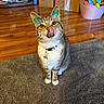 animal, bell, box, carpet, cat, collar, cute, domestic_cat, feline, flooring, home, indoor, pet, playful, rainbow_ears, tabby, tongue_out, toy_bucket, whiskers, wooden_floor