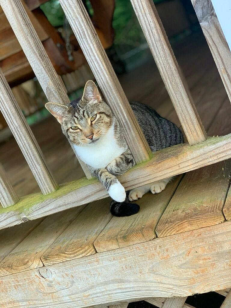 Phoenix joined the competition — help win amazing prizes! cat, tabby_cat, pet, paws, wooden_deck, railing, porch, outdoor, fur, whiskers, sitting, relaxed, eyes, portrait, animal, domestic_cat, sunlight, shadow, close_up, fence