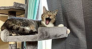 Phoenix joined the competition — help win amazing prizes! cat, cat_tree, cozy, curtain, domestic_animal, feline, fur, grey, indoor, mouth_open, paws, perch, pet, portrait, relaxing, sleepy, tabby_cat, teeth, window, yawning