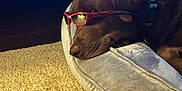 Moose joined the competition — help win amazing prizes! dog, chocolate_lab, sleeping, sunglasses, dog_bed, carpet, collar, indoors, resting, pet, canine, fur, relaxation, cozy, animal, nap, household, cute, companion, domestic