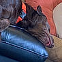 Moose joined the competition — help win amazing prizes! dog, sleeping, orange_collar, leather_armrest, tongue_out, indoor, relaxing, brown_fur, cushion, sofa, napping, pet, cozy, closeup, resting, paw, canine, comfort, fur, animal