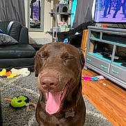 Moose joined the competition — help win amazing prizes! dog, chocolate_labrador, tongue_out, closed_eyes, living_room, rug, cat_tree, cat, toys, television, couch, wooden_floor, mirror, curtains, pet_tag, happy, indoor, furniture, smiling, playful