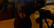 Moose joined the competition — help win amazing prizes! black_dog, blur, blurred_background, carpet, couch, dim_light, dog, electronics, furniture, home, indoor, living_room, mouth_open, papers, person_on_tv, pet, relaxing, table, television, yawning