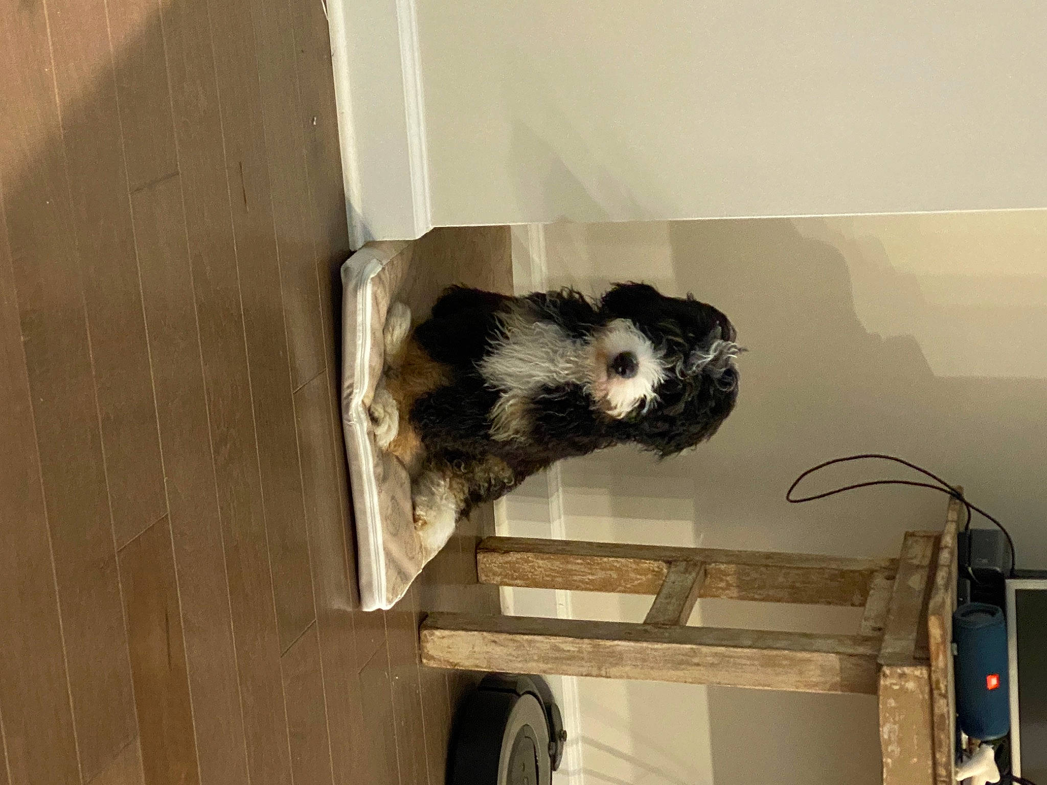 Booker is registered to the contest to win money with this photo: canidae, carnivore, dog_breed, felidae, fur, gas, hardwood, mustelidae, panda, room, snout, sporting_group, tail, terrestrial_animal, whiskers, wildlife, window, wood, zoo