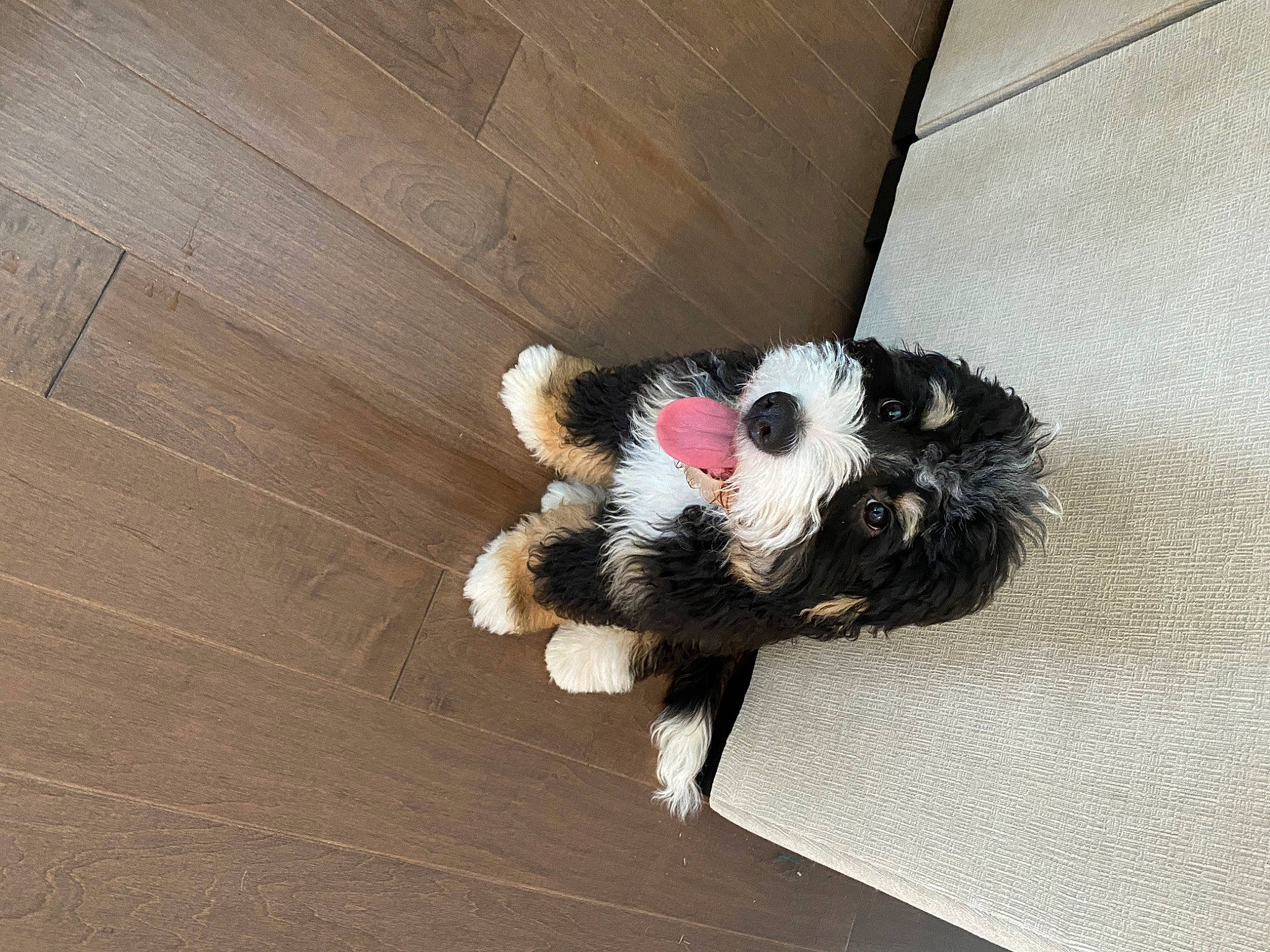 Booker is registered to the contest to win money with this photo: carnivore, comfort, companion_dog, dog, dog_breed, dog_supply, fawn, felidae, floor, flooring, hardwood, laminate_flooring, paw, plank, small_to_medium_sized_cats, snout, tail, varnish, whiskers, wood