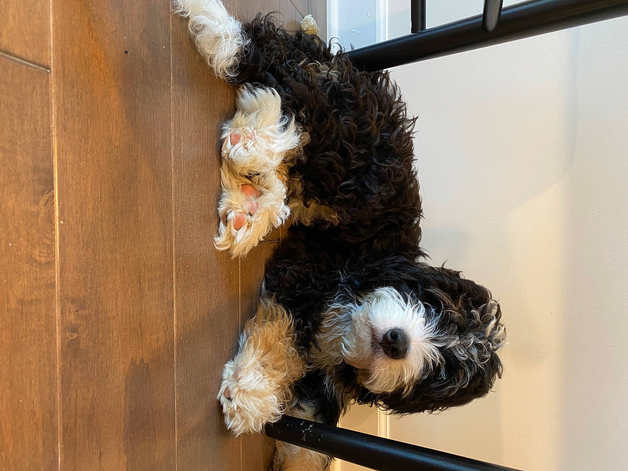 Booker joined the competition — help win amazing prizes! canidae, companion_dog, dog_breed, fur, hardwood, non_sporting_group, plush, snout, sporting_group, stuffed_toy, tail, terrestrial_animal, terrier, toy, toy_dog, tree, whiskers, window, wood