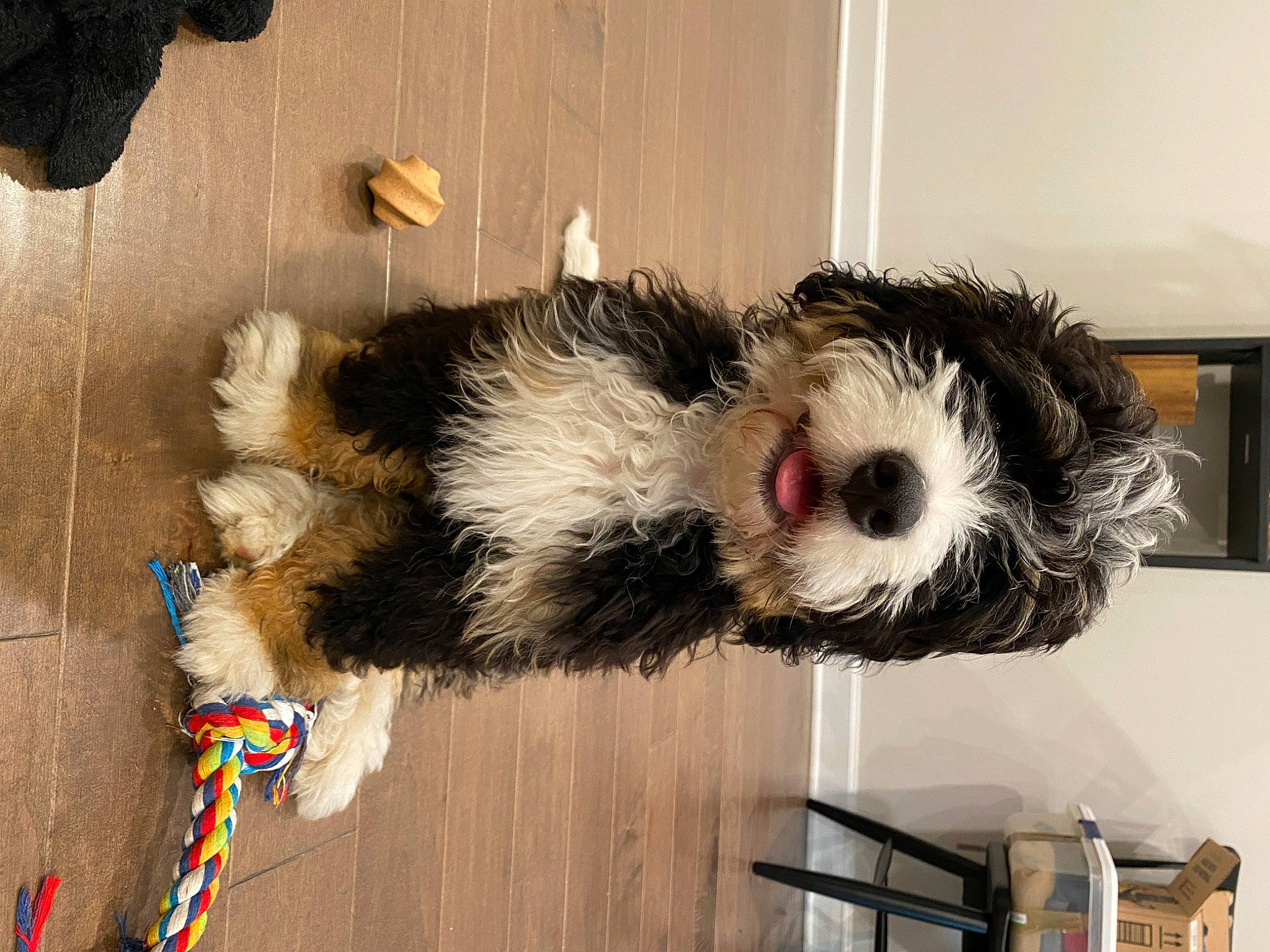 Booker is registered to the contest to win money with this photo: canidae, carnivore, chair, companion_dog, dog_breed, event, fur, small_terrier, sporting_group, tail