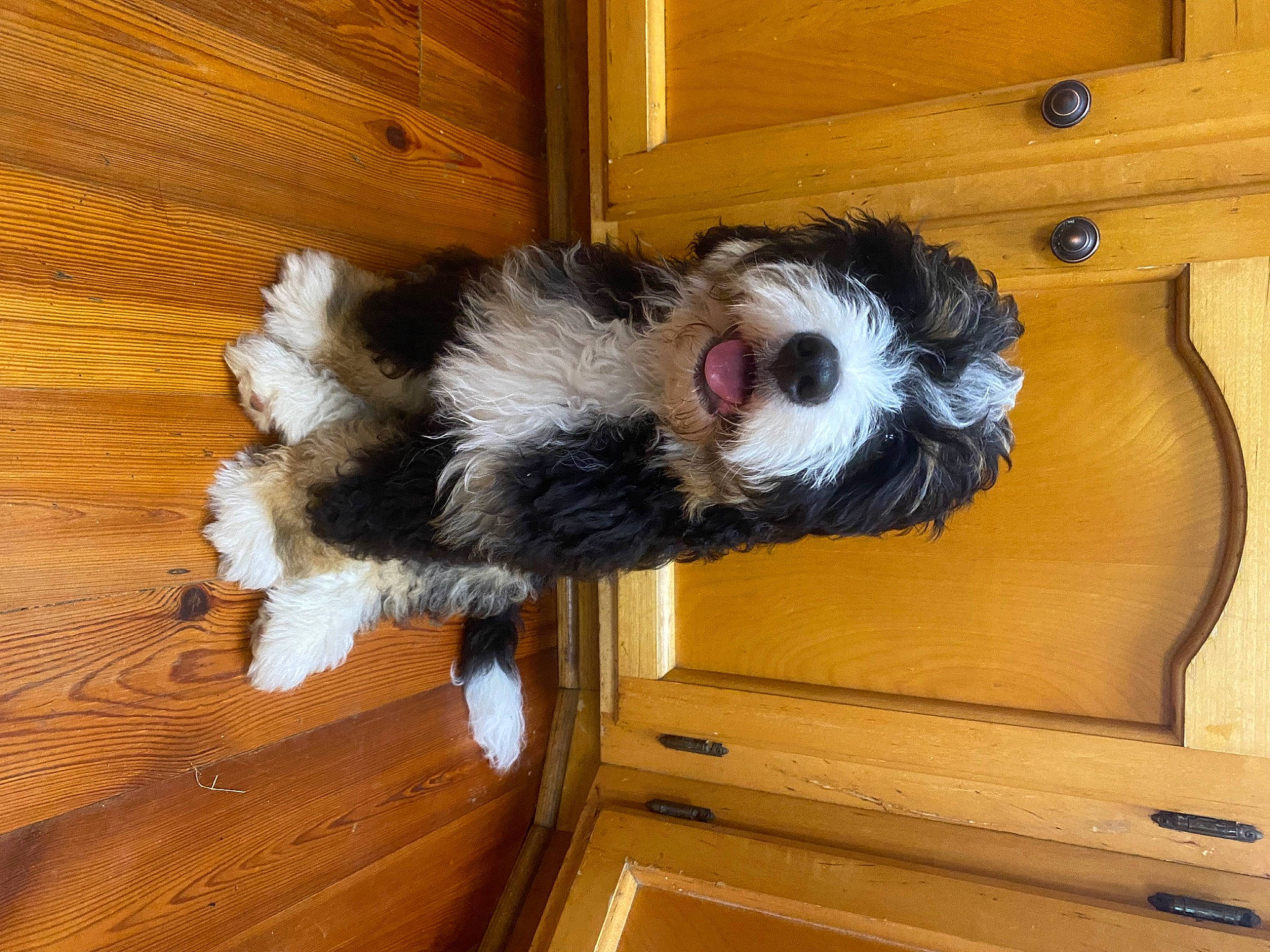 Booker joined the competition — help win amazing prizes! canidae, carnivore, companion_dog, dog, dog_breed, felidae, flooring, fur, hardwood, liver, plank, sporting_group, tail, toy_dog, varnish, whiskers, wood, wood_flooring, wood_stain, working_animal