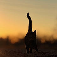 Smokey is registered to the contest to win money with this photo: cat, silhouette, sunset, dusk, outdoors, walking, tail_up, feline, pet, animal, evening, backlit, shallow_depth_of_field, nature, ground, horizon, portrait, whiskers, silent_stalker, golden_hour