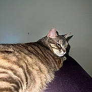 Smokey is registered to the contest to win money with this photo: animal, cat, closeup, cute, domestic, ear, face, feline, fur, indoor, looking_back, mammal, pet, portrait, purple_surface, relaxing, resting, striped, tabby, whiskers