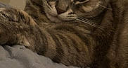 Smokey joined the competition — help win amazing prizes! animal, bed, blanket, cat, closeup, cute, domestic, feline, fur, indoor, mammal, paw, pet, portrait, relaxed, resting, sleepy, soft, tabby, whiskers