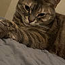 animal, bed, blanket, cat, closeup, cute, domestic, feline, fur, indoor, mammal, paw, pet, portrait, relaxed, resting, sleepy, soft, tabby, whiskers