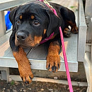Nola joined the competition — help win amazing prizes! rottweiler, puppy, dog, leash, pink_leash, bleachers, outdoor, pet, animal, brown_paws, black_fur, young_dog, resting, close_up, portrait, cute, canine, looking_away, daylight, metal_bench