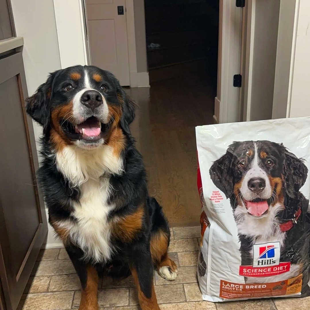 Beau is registered to the contest to win money with this photo: animal, architecture, bag, ball, box, building, canine, cockerspaniel, dog, door, football, indoors, interiordesign, outdoors, pet, puppy, shelter, soccer, soccerball, sport