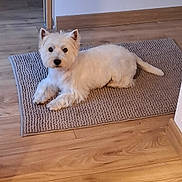 Vayana a rejoint le concours — aidez-le/la à gagner de superbes lots ! animal, cozy, curious, dog, domestic, ears, eyes, flooring, fur, home, indoor, lying_down, muzzle, pet, quiet, rug, small_dog, tail, white_dog, wooden_floor