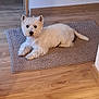 animal, cozy, curious, dog, domestic, ears, eyes, flooring, fur, home, indoor, lying_down, muzzle, pet, quiet, rug, small_dog, tail, white_dog, wooden_floor