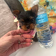 Lulu joined the competition — help win amazing prizes! puppy, dog, small_dog, hand, water_bottle, pink_clothing, cute, tongue_out, indoor, couch, pillow, floral_pattern, closeup, pet, cozy, domestic, companion, animal, adorable, resting