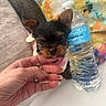 puppy, dog, small_dog, hand, water_bottle, pink_clothing, cute, tongue_out, indoor, couch, pillow, floral_pattern, closeup, pet, cozy, domestic, companion, animal, adorable, resting