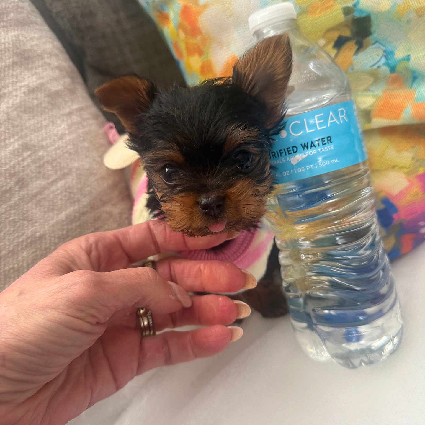 Lulu joined the competition — help win amazing prizes! puppy, dog, small_dog, hand, water_bottle, pink_clothing, cute, tongue_out, indoor, couch, pillow, floral_pattern, closeup, pet, cozy, domestic, companion, animal, adorable, resting