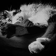 Néko a rejoint le concours — aidez-le/la à gagner de superbes lots ! cat, animal, pet, feline, paws, fur, black_and_white, sleeping, relaxed, cozy, closeup, whiskers, soft, shadow, indoor, cute, resting, mammal, domestic, portrait
