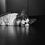 Néko a rejoint le concours — aidez-le/la à gagner de superbes lots ! cat, animal, pet, black_and_white, floor, lying_down, relaxed, indoor, close_up, portrait, fur, whiskers, ears, eyes, reflection, calm, soft_light, quiet, peaceful, contemplative