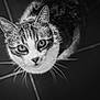 Néko a rejoint le concours — aidez-le/la à gagner de superbes lots ! cat, animal, pet, whiskers, eyes, fur, black_and_white, portrait, looking_up, close_up, tabby, indoor, floor_tiles, cute, feline, curious, mammal, animal_face, domestic_cat, monochrome