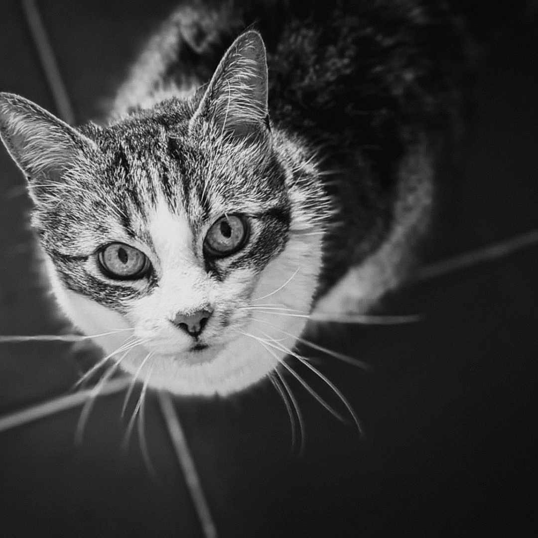 Néko a rejoint le concours — aidez-le/la à gagner de superbes lots ! animal, animal_face, black_and_white, cat, close_up, curious, cute, domestic_cat, eyes, feline, floor_tiles, fur, indoor, looking_up, mammal, monochrome, pet, portrait, tabby, whiskers