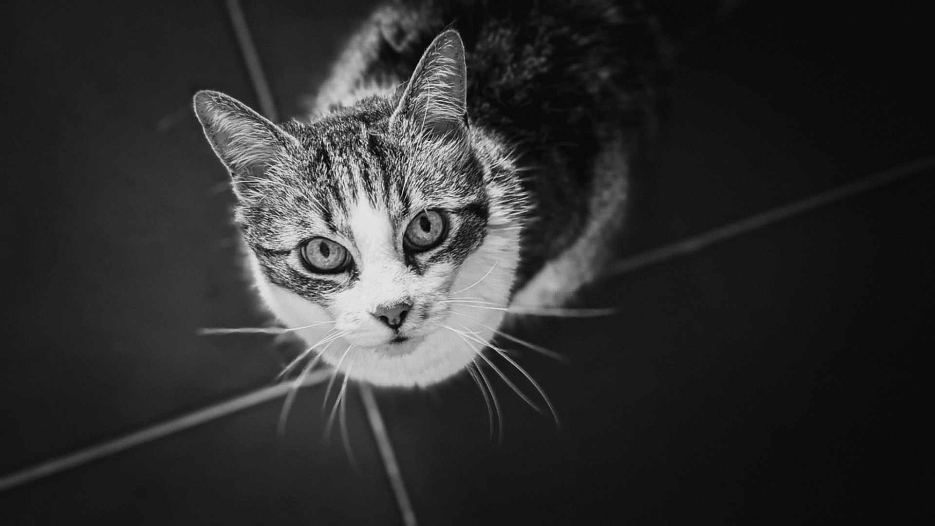 Néko a rejoint le concours — aidez-le/la à gagner de superbes lots ! cat, animal, pet, whiskers, eyes, fur, black_and_white, portrait, looking_up, close_up, tabby, indoor, floor_tiles, cute, feline, curious, mammal, animal_face, domestic_cat, monochrome