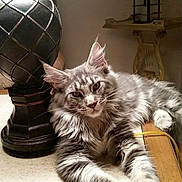 Ezekiel is registered to the contest to win money with this photo: animal, cat, curious, decor, domestic, ears, face, feline, fluffy, fur, gray_cat, indoor, mammal, pet, relaxed, resting, tabby_cat, table, vase, whiskers