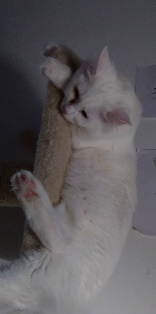 Marie a rejoint le concours — aidez-le/la à gagner de superbes lots ! burmilla, carnivore, cat, colorpoint_shorthair, fawn, felidae, khao_manee, kitten, mammal, nose, persian, ragdoll, small_to_medium_sized_cats, tail, turkish_angora, turkish_van, vertebrate, whiskers