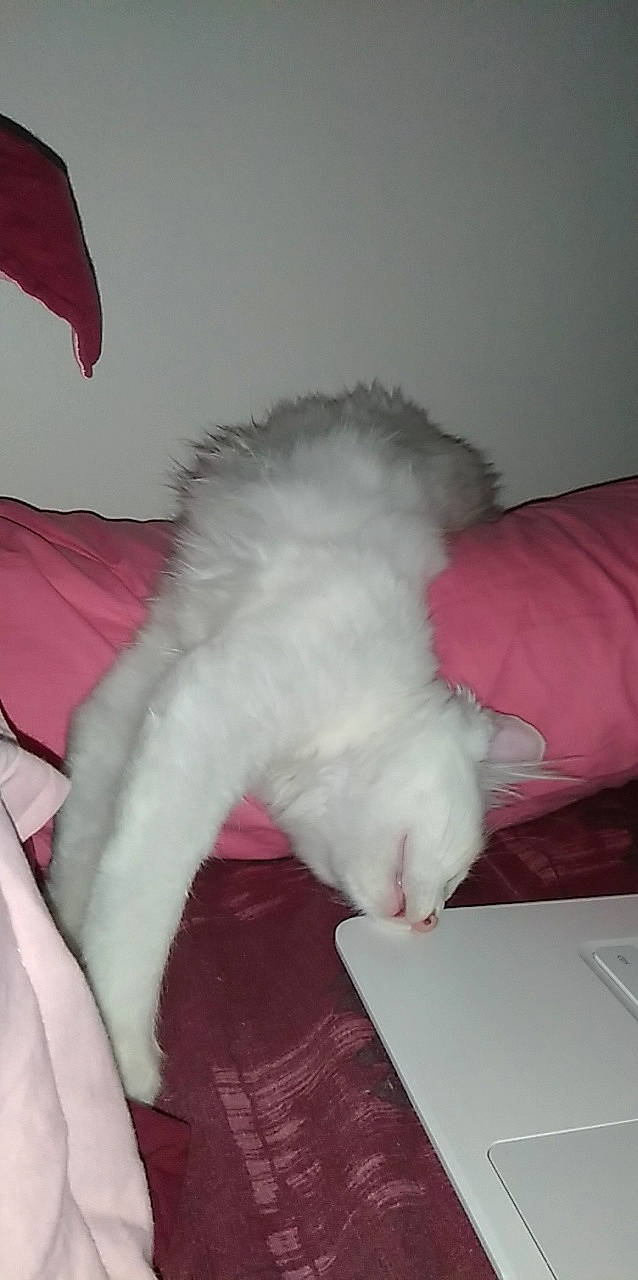 Marie participe au concours pour gagner de l'argent avec cette photo : carnivore, cat, felidae, fur, kitten, norwegian_forest_cat, persian, ragdoll, small_to_medium_sized_cats, tail, turkish_angora, whiskers