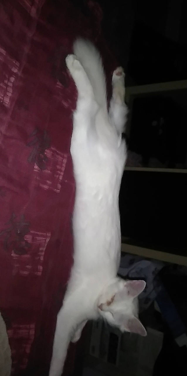 Marie a rejoint le concours — aidez-le/la à gagner de superbes lots ! canidae, carnivore, cat, felidae, fur, paw, polydactyl_cat, small_to_medium_sized_cats, tail, turkish_angora, turkish_van, whiskers, white