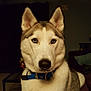 animal, blue_eyes, canine, collar, companion, couch, dog, domestic, ears, friendly, fur, house, husky, indoor, looking, mammal, nose, pet, portrait, sitting