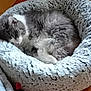 Gribouille a rejoint le concours — aidez-le/la à gagner de superbes lots ! abyssinian, animal, basket, bed, blanket, canine, cat, couch, cushion, dog, dogbed, furniture, homedecor, kitten, manx, person, pet, sleeping