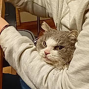 Gribouille participe au concours pour gagner de l'argent avec cette photo : abyssinian, animal, baby, bodypart, cat, clothing, couch, finger, furniture, hand, hoodie, kitten, knitwear, manx, person, pet, plywood, sweater, sweatshirt, wood