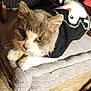 Gribouille a rejoint le concours — aidez-le/la à gagner de superbes lots ! abyssinian, animal, blanket, cap, cat, chair, clothing, couch, cushion, furniture, hat, homedecor, hoodie, kitten, knitwear, manx, pet, siamese, sweater, towel