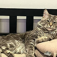 Simba a rejoint le concours — aidez-le/la à gagner de superbes lots ! abyssinian, angora, animal, architecture, bed, bedroom, building, cat, chair, couch, cushion, egyptiancat, furniture, homedecor, indoors, kitten, livingroom, manx, pet, room