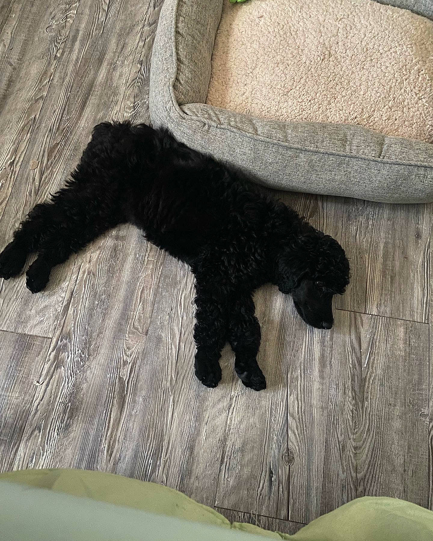 Comet is registered to the contest to win money with this photo: american_black_bear, bear, canidae, carnivore, claw, companion_dog, dog_breed, fur, grass, mammal, pattern, shadow, sleeve, snout, sporting_group, tail, terrestrial_animal, toy, vertebrate, wood