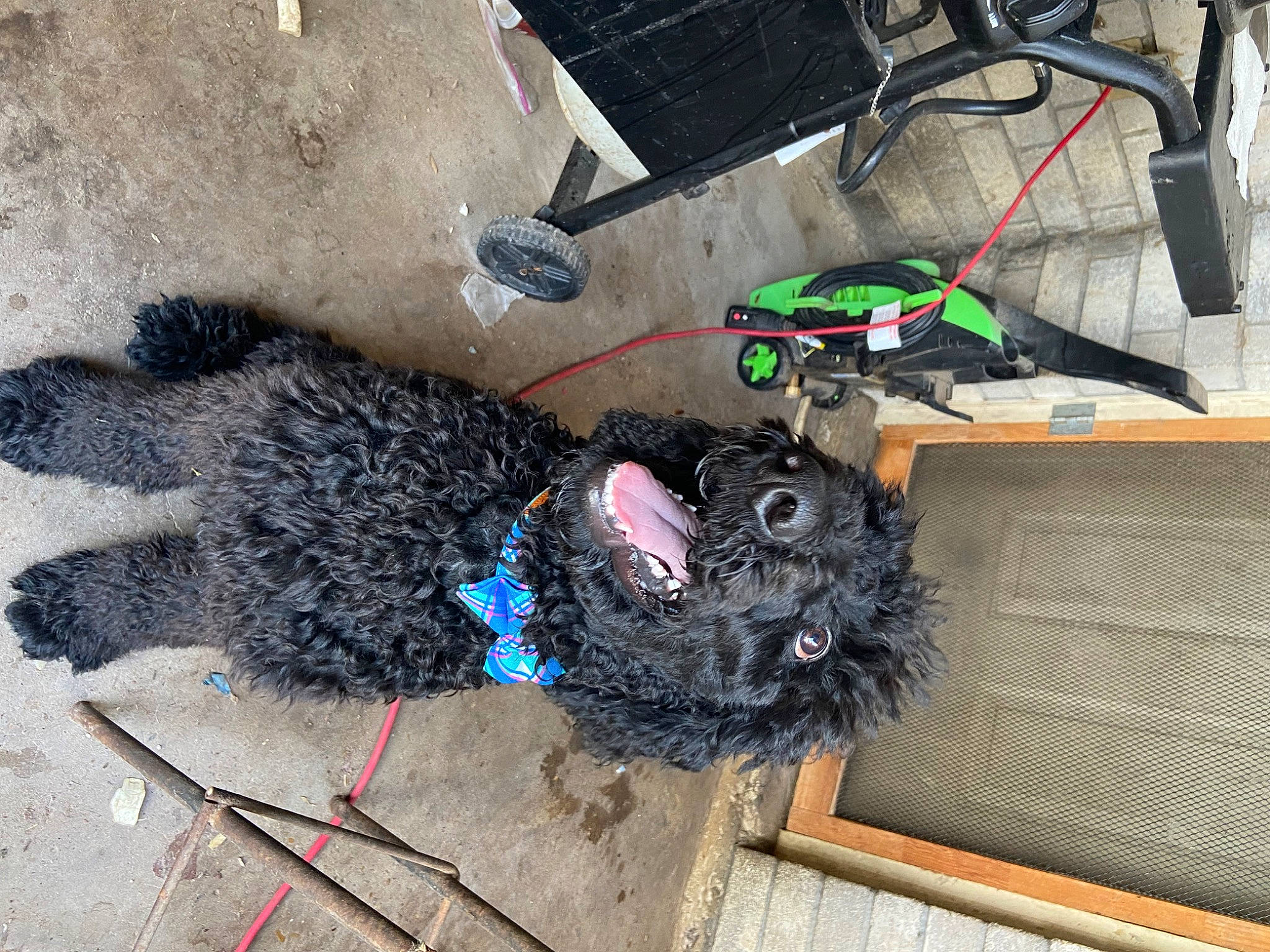 Comet is registered to the contest to win money with this photo: canidae, carnivore, collar, companion_dog, dog, dog_breed, dog_collar, dog_supply, fun, fur, leash, pet_supply, snout, sporting_group, tail, water_dog, wire, working_animal