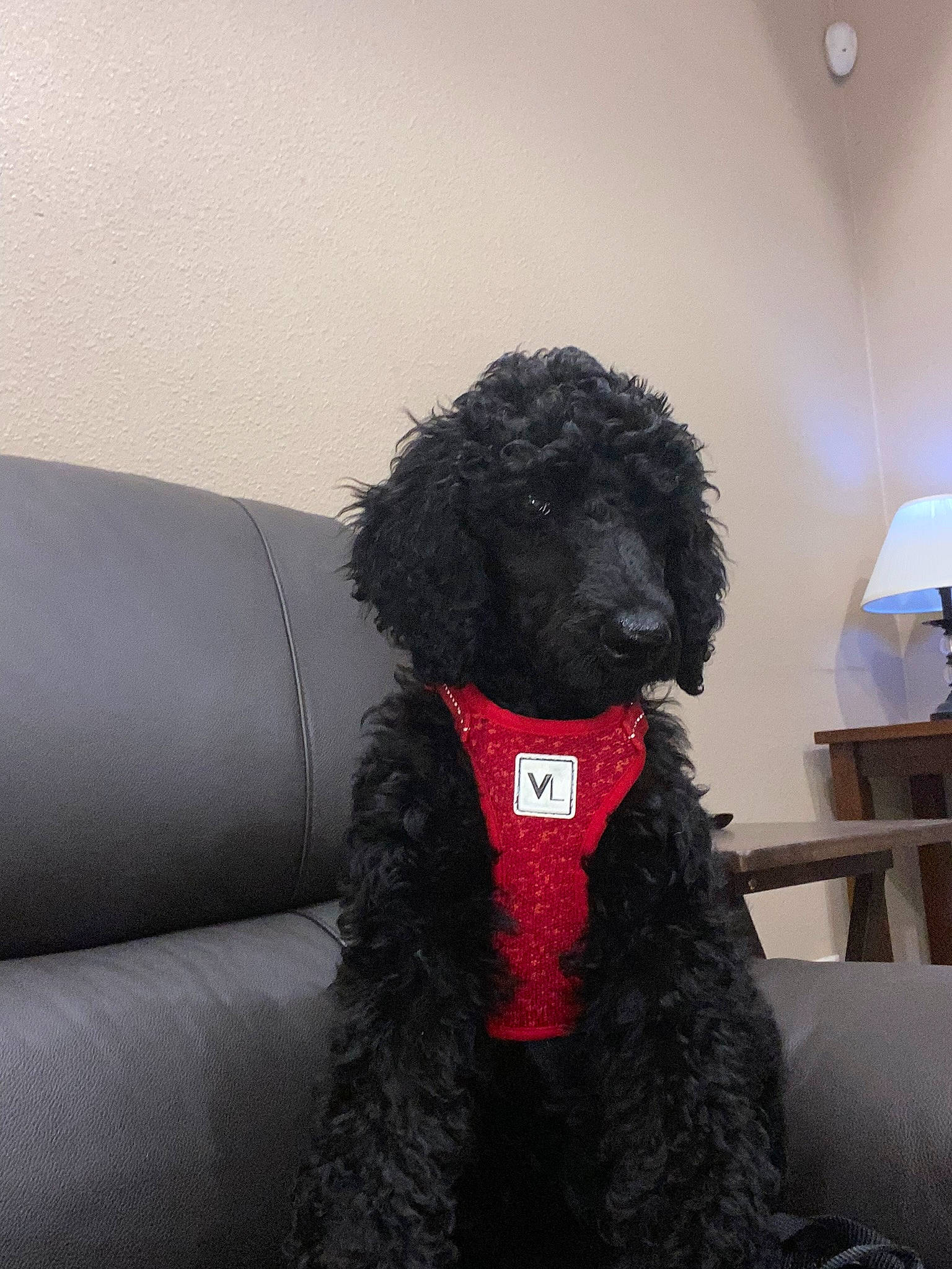 Comet joined the competition — help win amazing prizes! canidae, carnivore, comfort, companion_dog, dog, dog_breed, fur, lamp, lampshade, natural_material, non_sporting_group, pet_supply, poodle, room, snout, sporting_group, toy, toy_dog, water_dog, working_animal