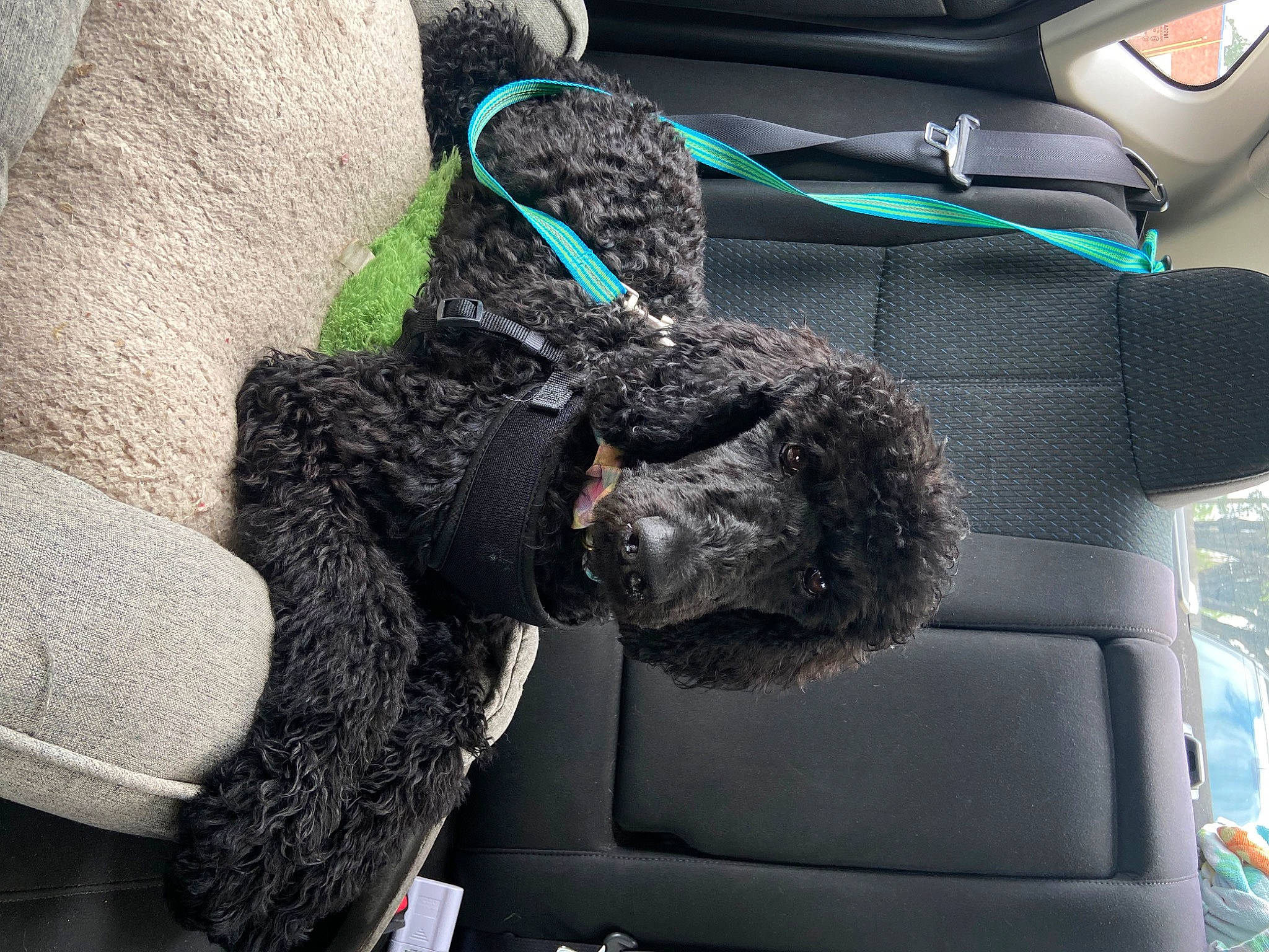 Comet joined the competition — help win amazing prizes! auto_part, automotive_exterior, automotive_tire, car, car_seat, car_seat_cover, carnivore, comfort, companion_dog, dog, dog_breed, dog_collar, fur, head_restraint, motor_vehicle, personal_luxury_car, snout, sporting_group, vehicle, vehicle_door