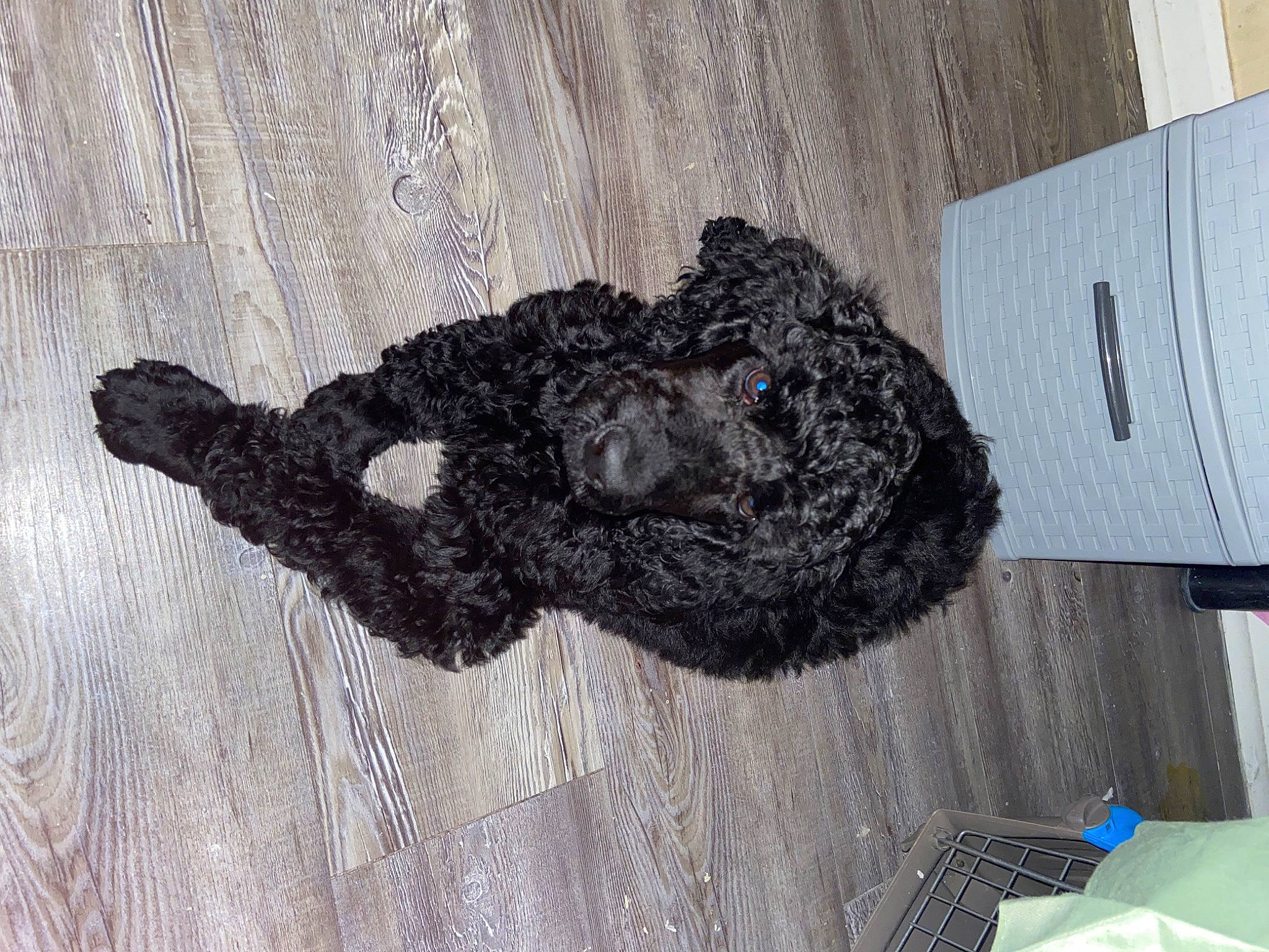 Comet is registered to the contest to win money with this photo: fur, grey, pattern, rock, thread, toy, trunk, wood, wool