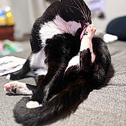 Luna joined the competition — help win amazing prizes! cat, tuxedo_cat, grooming, licking, paw, black_and_white, pet, animal, indoor, bed, feline, cute, close_up, whiskers, relaxing, soft_focus, domestic_cat, playful, pink_paw_pads, fur