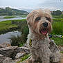 Sherlock a rejoint le concours — aidez-le/la à gagner de superbes lots ! dog, outdoor, nature, river, rocks, grass, leash, pet, happy, canine, scenery, water, sky, cloudy, fur, animal, walking, summer, greenery, portrait