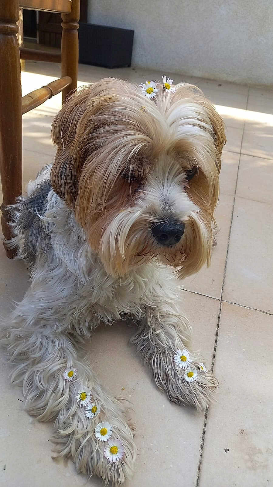 Sherlock participe au concours pour gagner de l'argent avec cette photo : dog, fluffy, daisies, flowers, paws, tile_floor, outdoor, brown, white, fur, relaxed, cute, pet, animal, resting, closeup, canine, adorable, nature, decorated