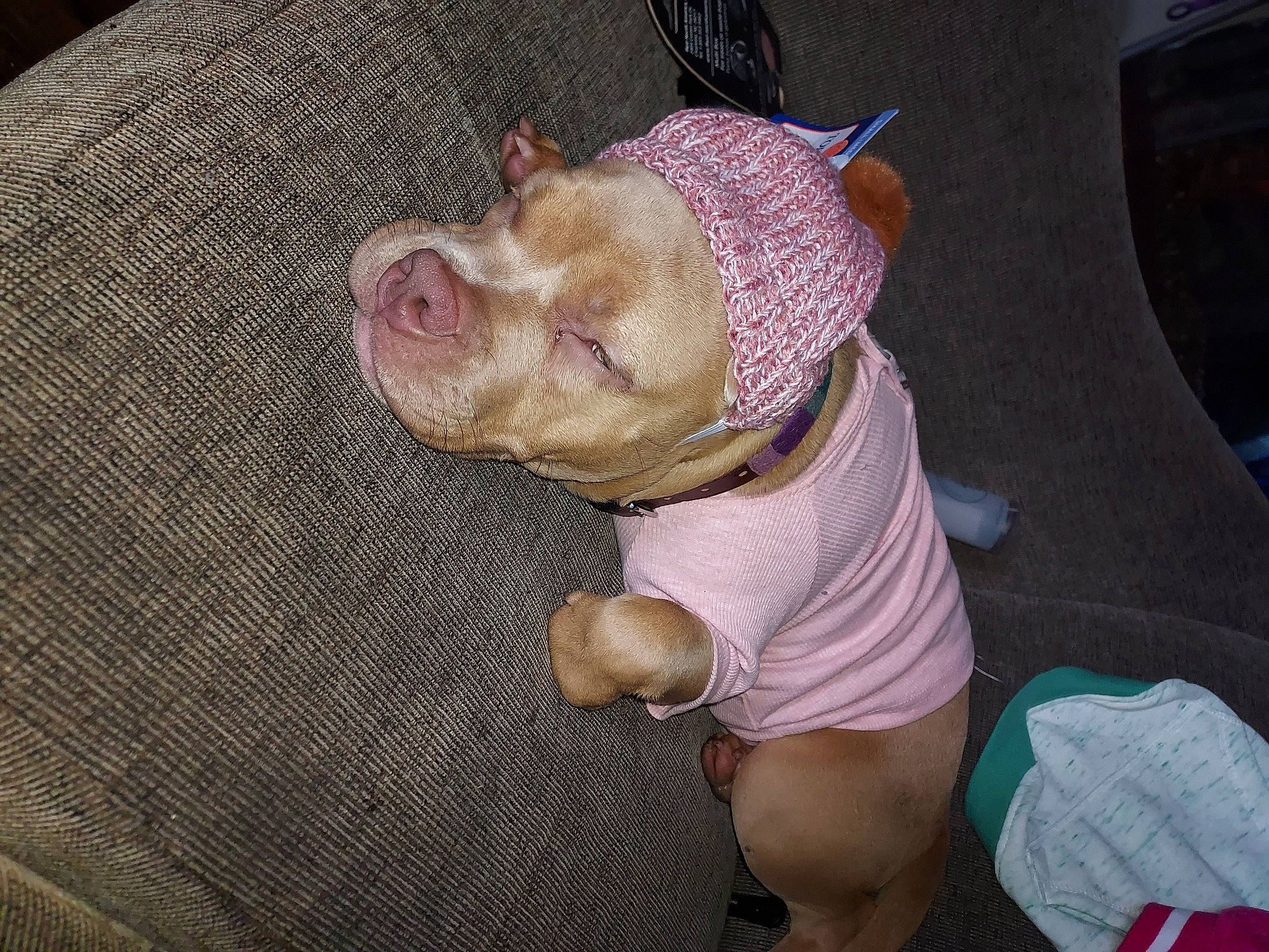 Meili is registered to the contest to win money with this photo: canidae, carnivore, comfort, companion_dog, dog, dog_breed, dog_clothes, ear, fawn, nail, non_sporting_group, sleeve, snout, sporting_group, terrestrial_animal, toy_dog, whiskers, working_animal, wrinkle