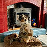 Vasco participe au concours pour gagner de l'argent avec cette photo : dog, puppy, australian_shepherd, fluffy, sitting, pet_bed, fireplace, wood_stove, brick_wall, indoor, cozy, home, red_brick, blue_tile, dog_bed, toy_duck, figurine, collar, portrait, sunlight