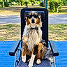 Vasco participe au concours pour gagner de l'argent avec cette photo : dog, sunglasses, chair, outdoor, park, blue_mat, fluffy, long_hair, brown_fur, white_fur, black_fur, sitting, portrait, pet, animal, leash, sunlight, trees, grass, relaxed